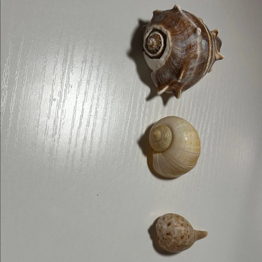 Natural Seashell Collection for Small Pets